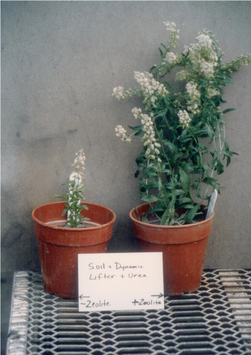 Potted plant trials with and without Zeolite